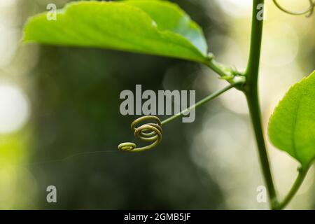 Die Tendril einer Kletterpflanze hat die Form einer Spirale. Stockfoto