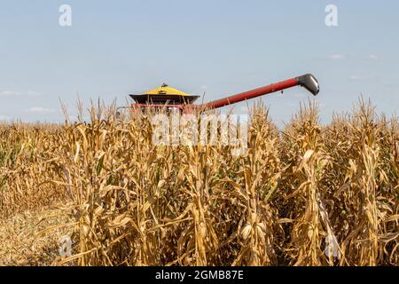 Maisfeld im Herbst während der Maisernte. Mähdrescher im Hintergrund. Konzept der Landwirtschaft, Ernte, Handel und Export Stockfoto
