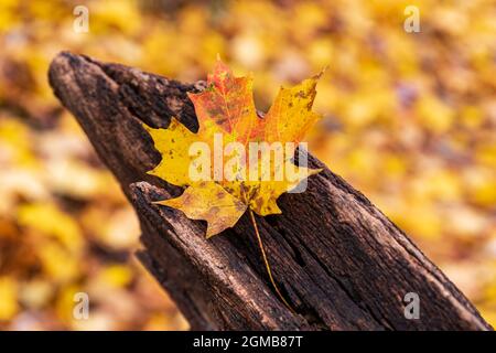 Gelbes Blatt auf Baumstamm mit Herbstlaub im Hintergrund. Konzept der Herbst- und Herbstsaison Stockfoto