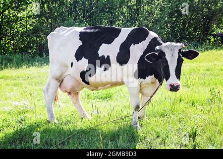 Weiße Kuh mit schwarzen Flecken auf der Wiese. Kuh grast auf der Weide. Symbol des Jahres 2021 Stockfoto