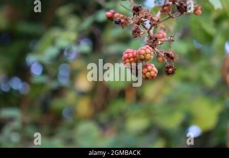 Im Herzen des Wohlstands der Natur entsteht ein lebendiger Wandteppich aus Brombeeren und Himbeeren vor einem weichen, verschwommenen Hintergrund. Eine köstliche Symphonie von Stockfoto