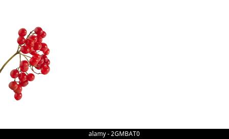 Rowan-Medizin auf einem weißen Hintergrund, ein Zweig aus roten Vogelbeeren mit einem Glas Medizin. Stockfoto
