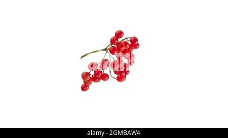 Rowan-Medizin auf einem weißen Hintergrund, ein Zweig aus roten Vogelbeeren mit einem Glas Medizin. Stockfoto