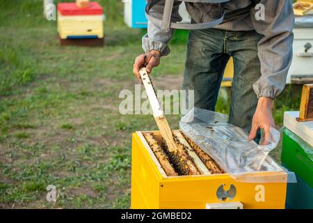 Imker hält Rahmen mit versiegelter Brut. Mann in Schutzanzug arbeitet auf Bienenhaus. Beschäftigung in der Quarantänebeezucht und Zucht der Zuchtkönigin Be Stockfoto