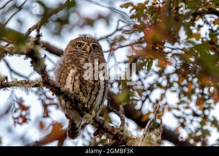 Austral-Zwergkauz (Glaucidium nana), der in einem Baum in der Nähe von Cerro Palomares, Patagonien, thront Stockfoto