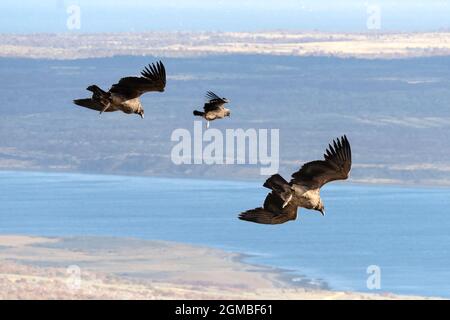 Junge Andenkidoren (Vultur gryphus), die in der Nähe von Cerro Palomares, Rio Verde, Patagonien aufragen Stockfoto