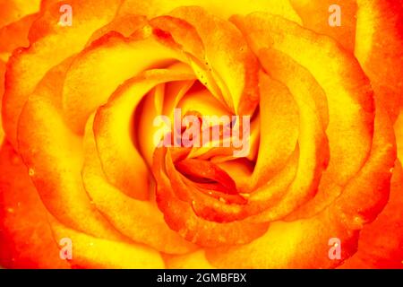 Rose nuanciert orange und gelb Stockfoto