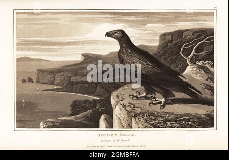 Goldener Adler, Aquila chrysaetos, steht am Rand einer Klippe. Gezeichnet von einem Exemplar im Leverian Museum. Aquatinta gezeichnet und gestochen von William Daniell aus William Wood’s Zoography, Cadell and Davies, 1807. Stockfoto