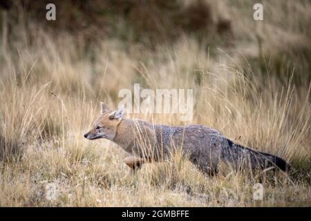 Andenfuchs (Lycalopex culpaeus), der durch die Fallgräser läuft, Torres del Paine, Patagonien Stockfoto