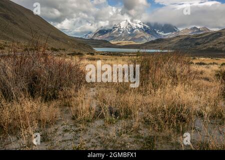 Wolken über Torres del Paine, Herbstvegetation und weiße Wildblumen, Patagonien Stockfoto