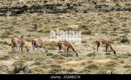 Grasende Guanacos im Herbst auf den Pampas, Torres del Paine, Patagonien Stockfoto