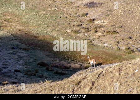 Guanaco vermessung der Landschaft, Torres del Paine Nationalpark, Patagonien Stockfoto