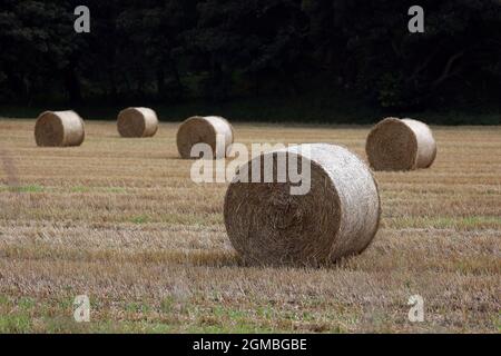 Sheringham, Großbritannien. September 2021. Heuballen, in der Nähe von Sheringham, Norfolk, Großbritannien, am 16. September, 2021. Kredit: Paul Marriott/Alamy Live News Stockfoto