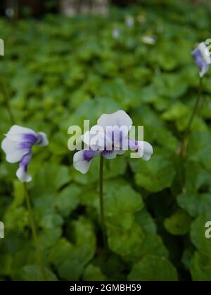 Viola hederacea oder das australische Violett im Garten Stockfoto