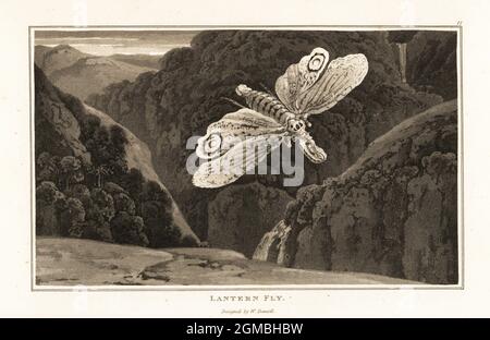 Laternenfliege oder Erdnusswanze, Fulgora laternaria, Fulgora laternaria, fliegen über eine bergige Landschaft, Südamerika. Aquatinta gezeichnet und gestochen von William Daniell aus William Wood’s Zoography, Cadell and Davies, 1807. Stockfoto