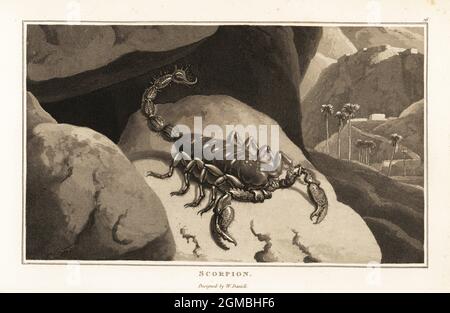 Kaiserskorpion, Pandinus Imperator, in einer bergigen Landschaft mit Palmen und Festungsmauern. Aquatinta gezeichnet und gestochen von William Daniell aus William Wood’s Zoography, Cadell and Davies, 1807. Stockfoto