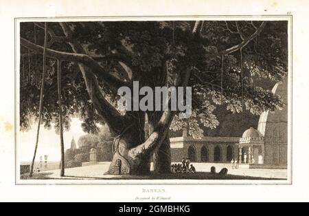 Banyan Tree, Ficus religiosa, mit luftigen Wurzeln. Eifrige Anhänger beten an seinem Stamm nahe einem großen Tempel an. Aquatinta gezeichnet und gestochen von William Daniell aus William Wood’s Zoography, Cadell and Davies, 1807. Stockfoto