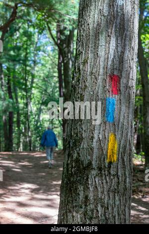 Middleville, Michigan - Trail Blazes bemalt auf einem Baum in Yankee Springs Recreation Area führen Wanderer auf drei separaten Wegen. Stockfoto