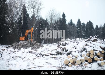 Ein LKW transportiert Holzstämme im Rücken. Holzstapler Stockfoto