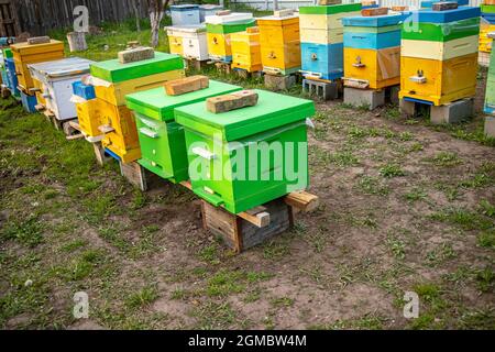 Bunte Holz- und Plastikstöcke im Sommer. Bienenhaus steht im Hof. Kaltes Wetter und Bienen sitzen im Bienenstock Stockfoto
