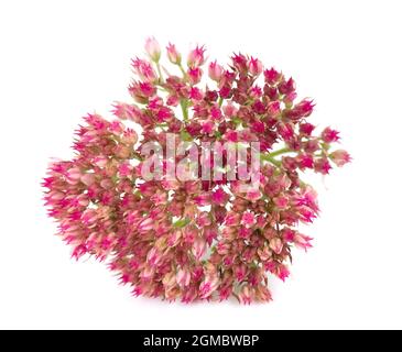 Sedum Blumen isoliert auf weißem Hintergrund. Hylotephium spectabile oder auffällige Steinpfe. Stockfoto