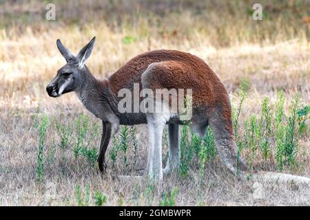 Ein rotes Känguru, das größte aller Beuteltiere. Stockfoto