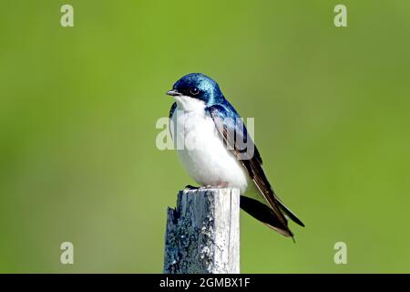 Eine Baumschwalbe (Tachycineta bicolor) steht auf einem Pfosten in der frühmorgendlichen Sommersonne. Stockfoto