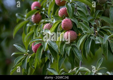 Cornus kousa mit Beeren im Spätsommer Stockfoto