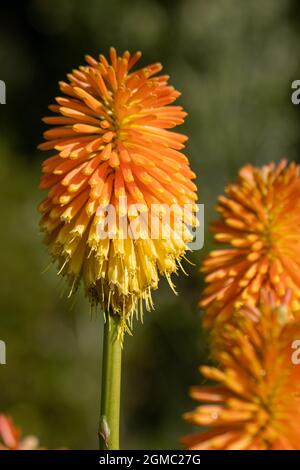 Leuchtend orange Kniphofia Torchlight Blume im Sommer Stockfoto