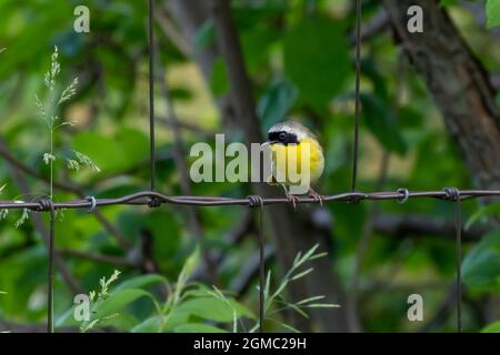 Der gewöhnliche Gelbkehlchen (Geothlypis trichas) ist auch als der gelbe Bandit bekannt. Es ist ein üppiger Züchter in Nordamerika Stockfoto