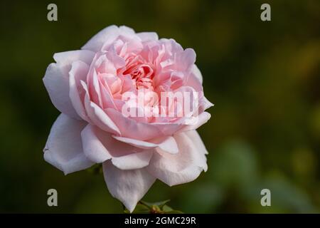 Nahaufnahme von Rosa Eglantyne im Sommer Stockfoto