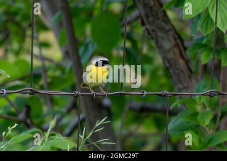Der gewöhnliche Gelbkehlchen (Geothlypis trichas) ist auch als der gelbe Bandit bekannt. Es ist ein üppiger Züchter in Nordamerika Stockfoto