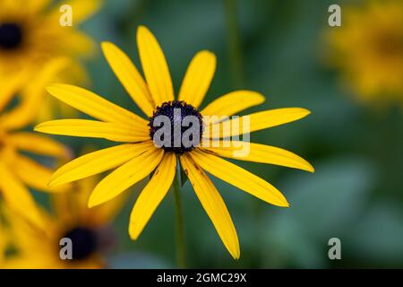 Nahaufnahme der Rudbeckia fulgida deamii Blume im Sommer Stockfoto