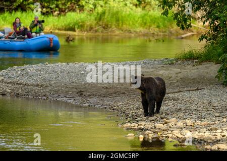 Natur- und Wildtierfotografen beobachten Bären, Grizzly Viewing Fototour an der zentralen Küste von British Columbia in Tweedsmuir South Provinci Stockfoto