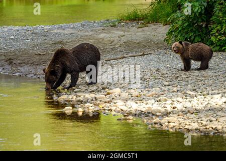 Eine Mama Grizzlybärin (Ursus arctos horribilis) und ihr Baby Grizzlyjunges trinken vom Atnarko River in der Zentralküste von British Columbia bei Bella C Stockfoto