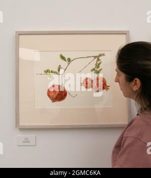 Die Royal Horticultural Society (RHS) und die Saatchi Gallery haben sich zur Präsentation der Rückkehr der RHS Botanical Art and Photography Show im Jahr 2021 zusammen gemacht. Parallel zur RHS Chelsea Flower Show im September wird es mehr als 200 der besten botanischen Kunstwerke und Gartenfotografie von 34 globalen Künstlern zeigen, um diese technischen Kunstformen zu feiern. Die Ausstellung 2021 wird eine Reihe von komplexen und wissenschaftlich akkuraten botanischen Illustrationen von 15 Künstlern und Portfolio-Sammlungen von 19 Fotografen umfassen, die alle um eine RHS-Medaille ... Stockfoto