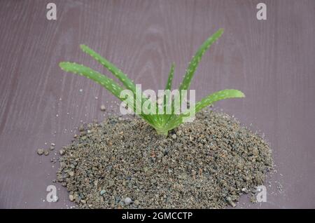agave syrup vegan Organic Agave Syrup Squeeze Bottle main image 1