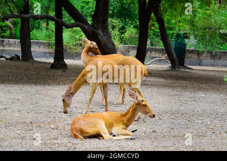 Hirsche weiden Garten, Hirsche im Zoo, Wildtiere. Stockfoto