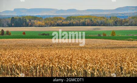 Ein horizontales Foto von Mais- und Heufeldern, mit Bäumen und der North Western Mountain Range im Hintergrund, an einem sonnigen Herbsttag in ON., Kanada. Stockfoto