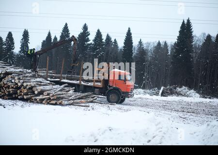 Ein LKW transportiert Holzstämme im Rücken. Holzstapler Stockfoto