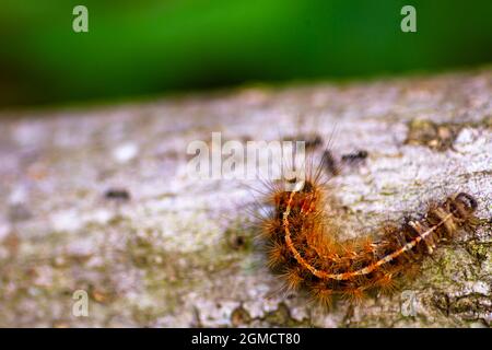 Eine braune Raupe kriecht auf einem Albisia-Ast und platziert das Objekt am Ende, um auf der anderen Seite Platz für zusätzlichen Text zu schaffen Stockfoto