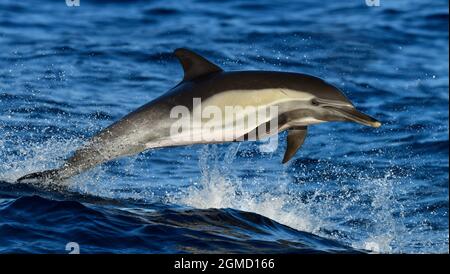 Gewöhnlicher Delphin - Delphinus delphis Stockfoto
