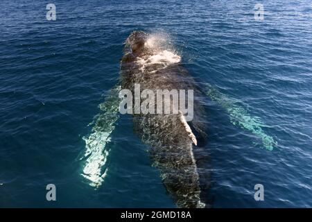 Buckelwal - Impressionen novaeangliae Stockfoto