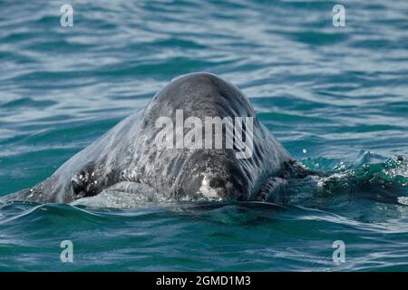 Grauwal - Eschrichtius robustus Stockfoto