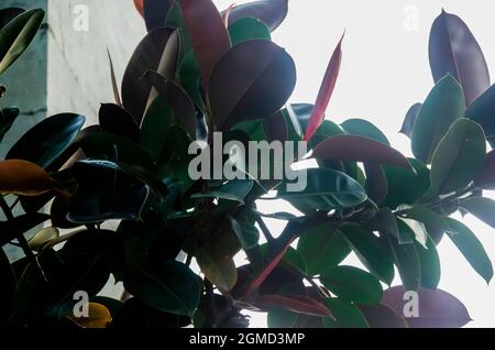 Selektiver Fokus auf den Zweig des BANYAN-Baumes und die Blätter im Sonnenlicht. Stockfoto