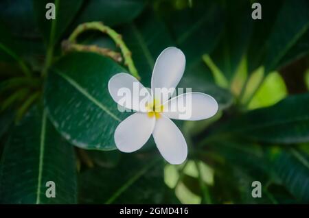 Selektiver Fokus auf einzelne schöne FRANGIPANI Blume mit grünen Blättern isoliert mit dunklen unscharfen Hintergrund im Park in der Morgensonne. Stockfoto