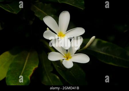 Selektive Konzentration auf zwei wunderschöne FRANGIPANI-Blumen mit grünen Blättern isoliert mit dunklen unscharfen Hintergrund im Park in der Morgensonne. Stockfoto