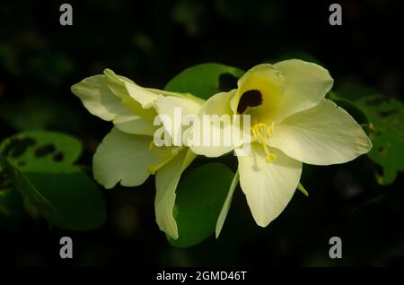 Selektiver Fokus auf BAUHINIA TOMENTOSA-Blüten, die im unscharfen Hintergrund bei Morgensonne isoliert sind. Weiße, gelbe und violette Blüten. Wunderschöne Blumen. Stockfoto