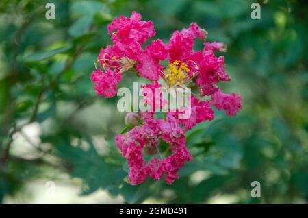 Selektiver Fokus auf schönen ROSA KREPP MYRTE ODER CHINABERRY Blumen und gelben Knospen isoliert mit grünen Hintergrund im Park in der Morgensonne verwischen. Stockfoto