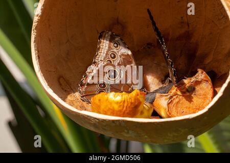 Nahaufnahme von zwei schönen blauen Morpho-Deleiden-Schmetterlingen aus der Familie der Nymphalidae, die Nektar von faulen Früchten im getrockneten Kürbis im Schmetterling fressen Stockfoto